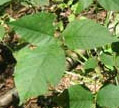 Poison Ivy Leaves