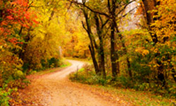 fall road