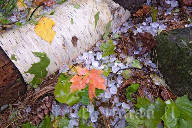 Carl Heilman Photo of Forest Floor