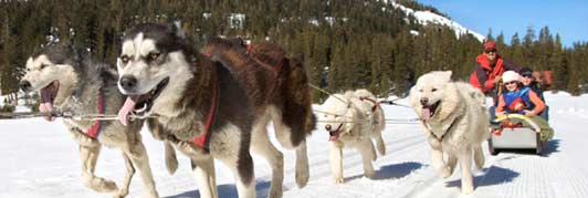 Dog Races In The Adirondacks