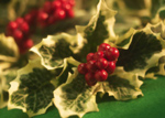Holiday Holly