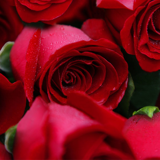roses