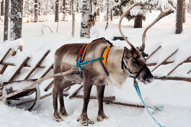 reindeer