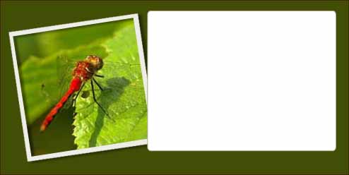 Dragonfly