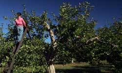 Apple Picking