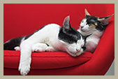 Adirondack Pet-Friendly Lodging