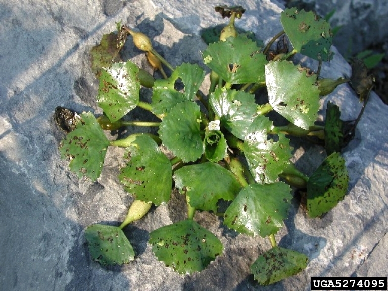 Water-Chestnut.jpg