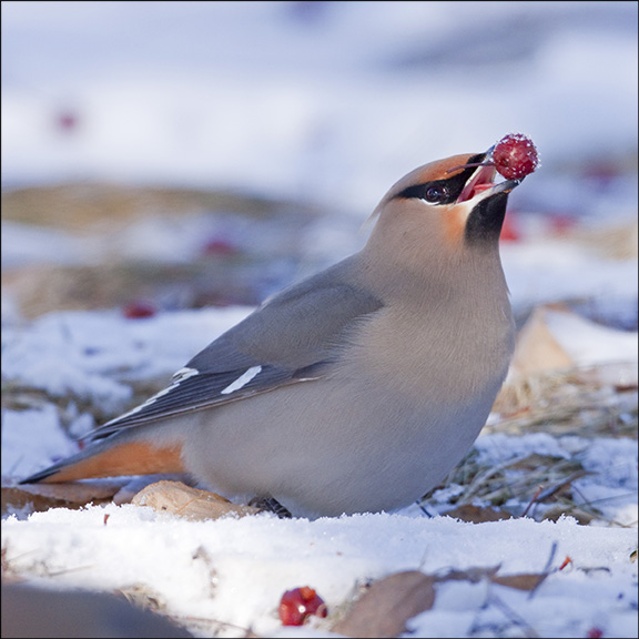 Thumbnail image for Bohemian-Waxwing-Larry-Master-24-February-2008-1.jpg