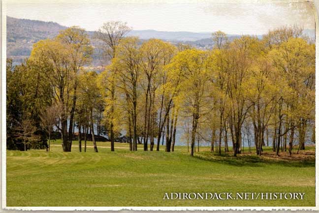 trees near a lake