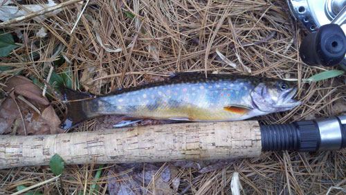 Long fish laid out on the pine needles