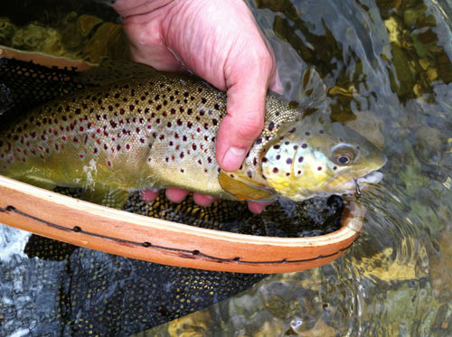 A lake trout in net over rushing water