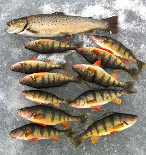 several perch laid out on the lake ice