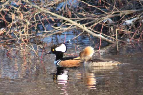 Male and female hooded mergansers floating along the water