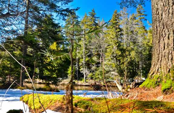 river peeking through the trees