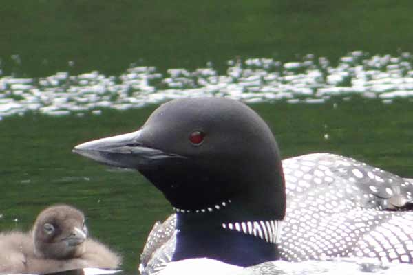 Mom and baby loon close up