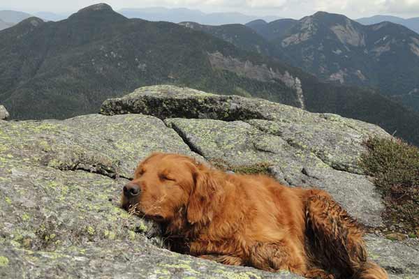 Golden retriever naps on a rocky mountain peak