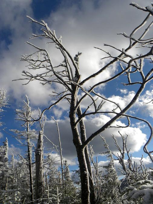 iced over trees against a partially cloudy sky