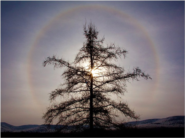 Silhoutte of a tree with a circular rainbow (ice halo) behind it.