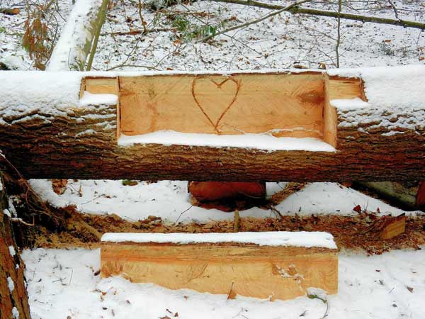 freshlay carved seat and heart in a fallen tree