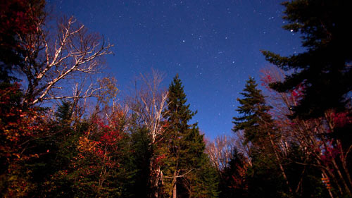 Trees with the starts of colors turning against a starry sky