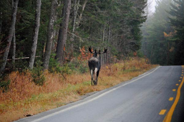 Adirondack Bull Moose