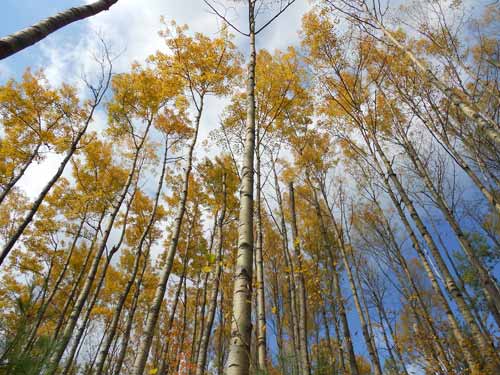 Looking up towards the canopy of an aspen tree grove