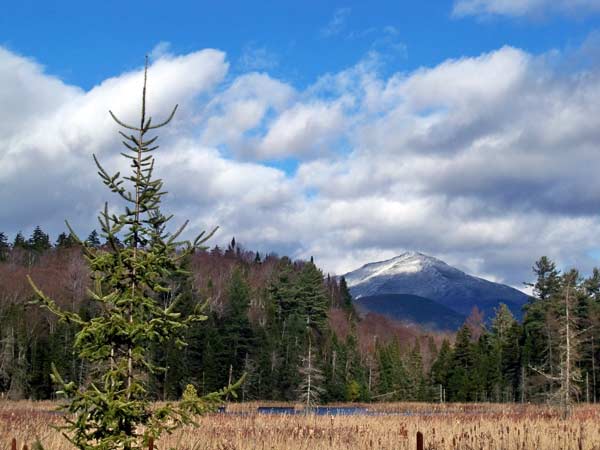 a mountain rising up behind trees