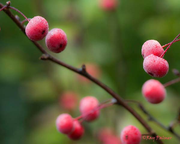 Red winterberries covered in dew