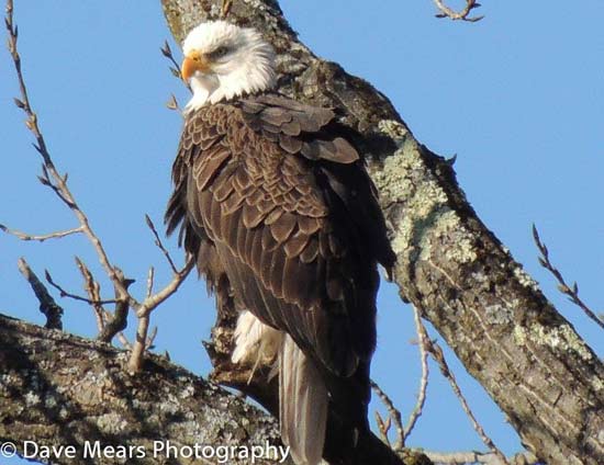 Bald Eagle In The Adirondacks By: David Mears