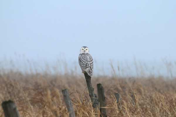 Antoni Zaborek: Snowy Owl spotted near Lake Champlain.