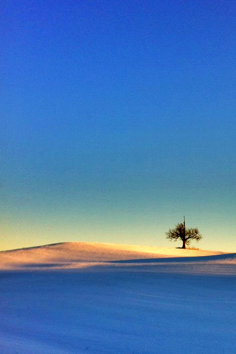 Snowdrifts and a lonesome tree against a blue sky