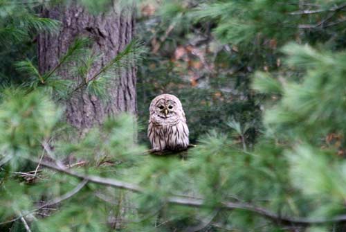 Owl sitting on a tree branch framed by pine needles