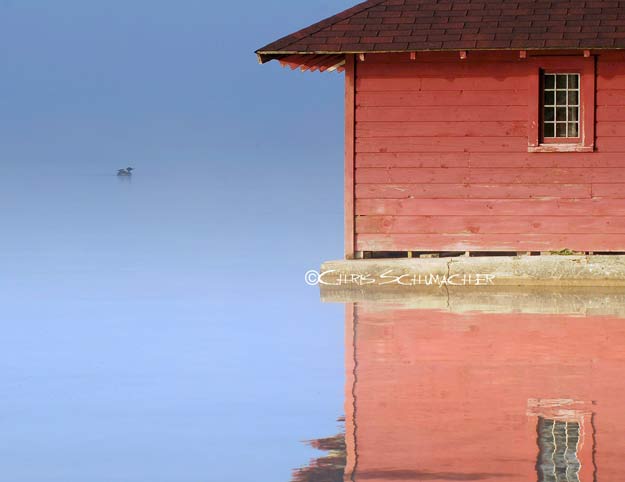 A loon off in the distance behind a red boathouse on a foggy morning