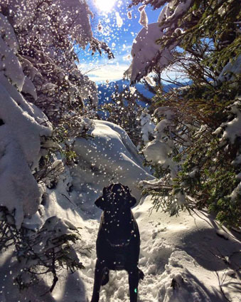 black dog with snow falling