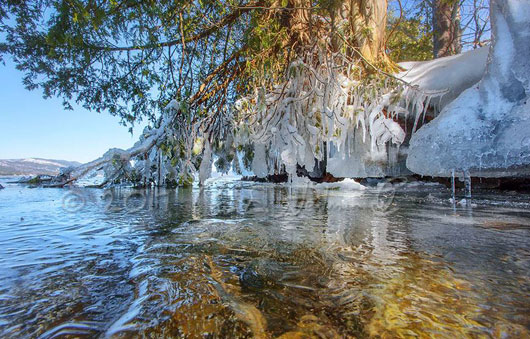 ice on tree over lake