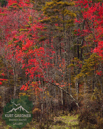 red fall foliage in the woods