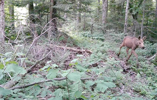 young moose in the woods