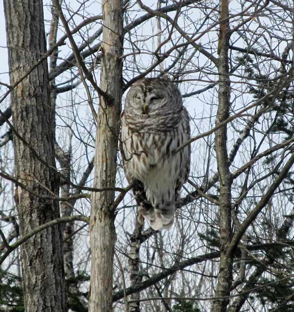 Barred owl sitting on a tree branch