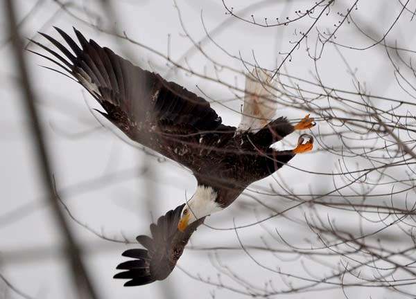 bald eagle swooping onto prey