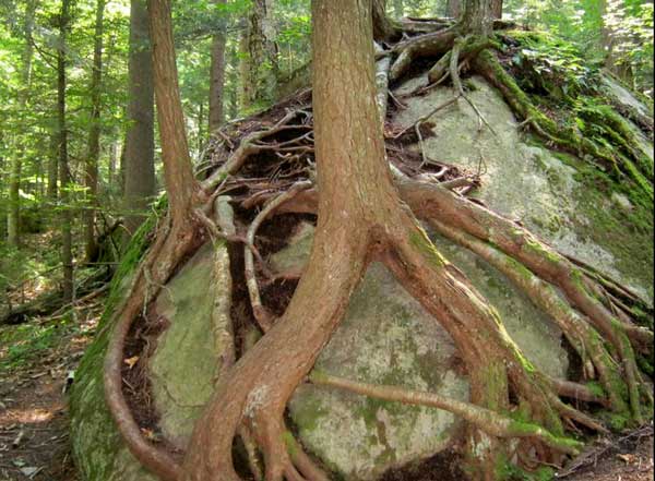Tree roots growing over a rock in the woods