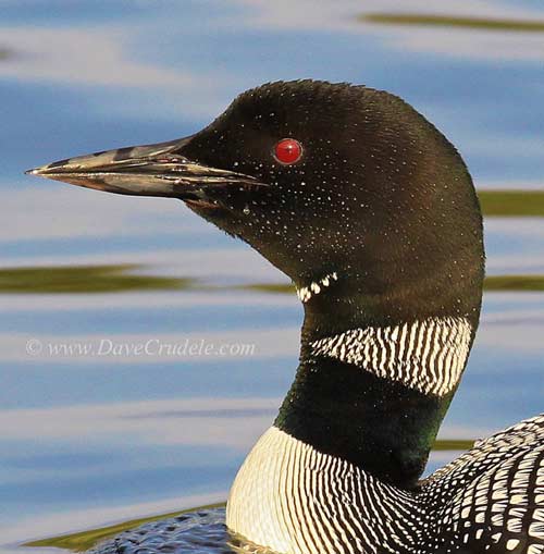 close up of a loon