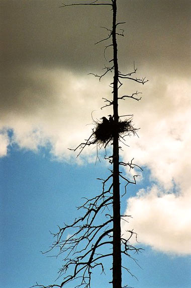 Baby great herons in their nest on a barren tree