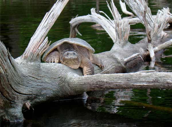 large snapping turtle resting on a dead tree over water