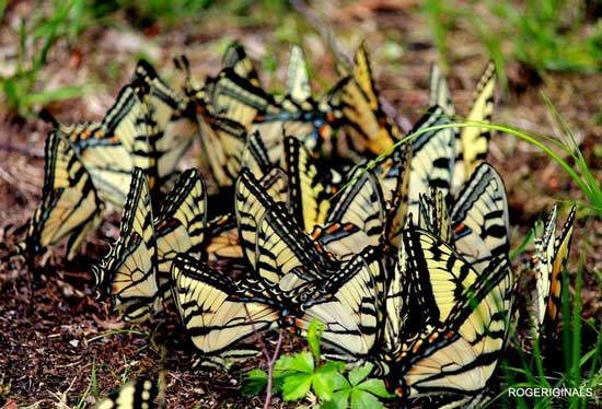 yellow and black butterflies clustered together on the ground