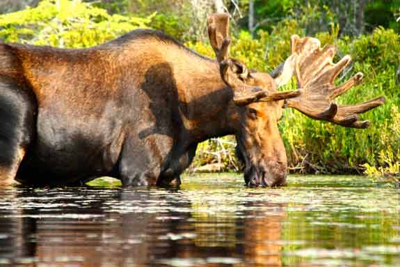 Moose drinking while standing in water