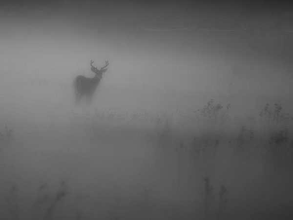 Young buck looking back in the fog