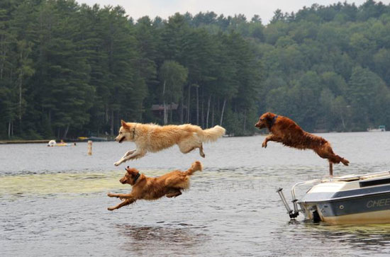 Three dogs jumping from a boat into Loon Lake