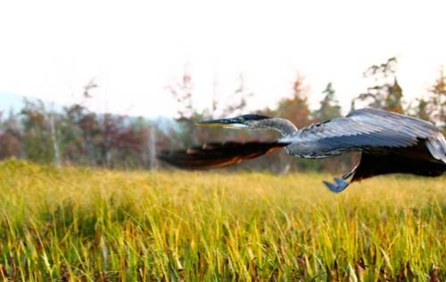 Bird flying over a marsh