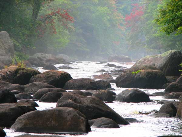 Rocky river bed lined with trees