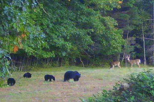 Black bear mom and cubs standoff againts two white-tailed doe in a clearing